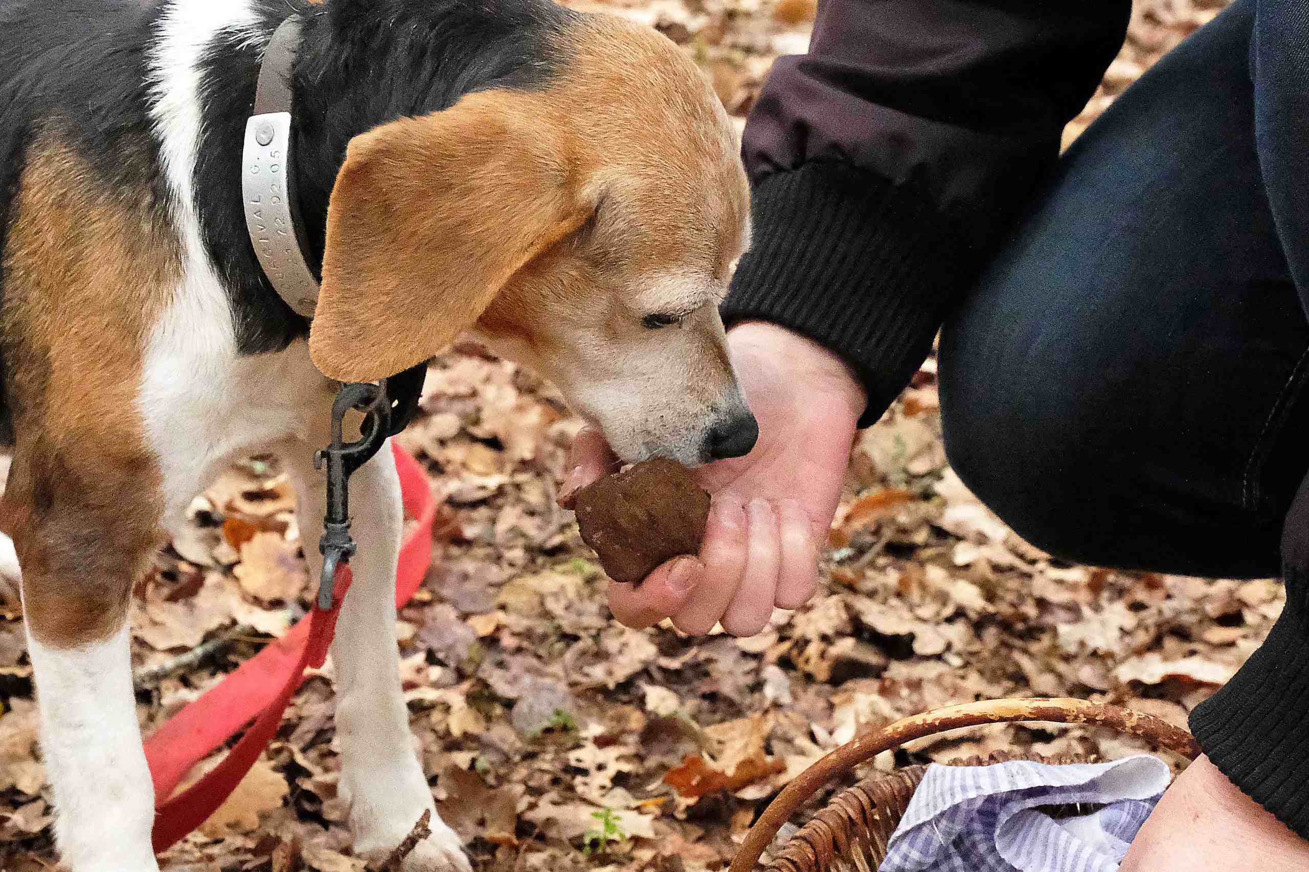 Cane che trova un tartufo sardo